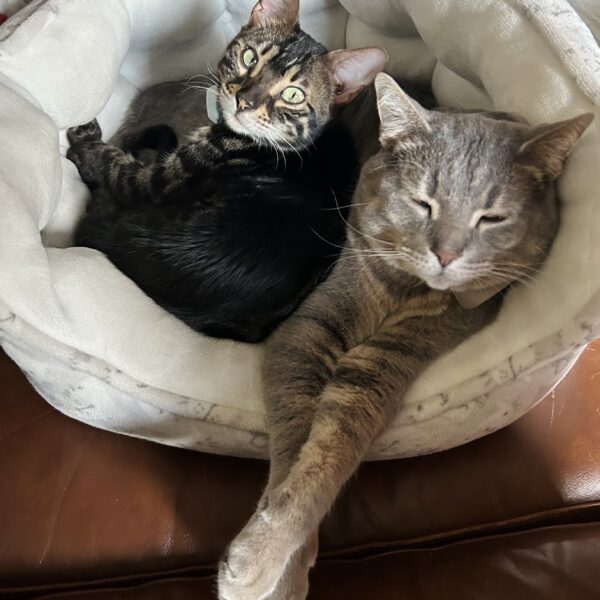 Cats